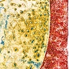 Prints