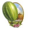 Melon Vignette