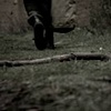 Face Down (Pistoma)
