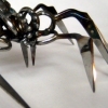 Barber Scissor Spider