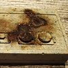 Dominaludus nintendicus (burnt)
