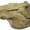Anaticula persequor