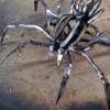 Small Scissor Spider