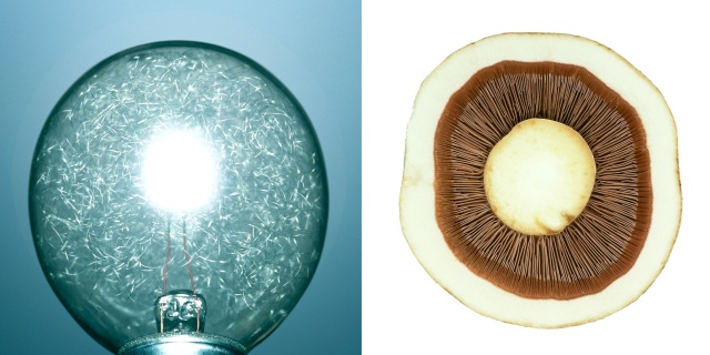 P-25 Flashbulb / White mushroom