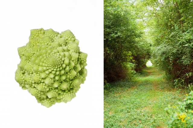 Romanesco cauliflower / Path, Martha's Vinyard, Ma.