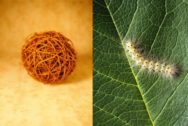 Vineball / Caterpillar on leaf