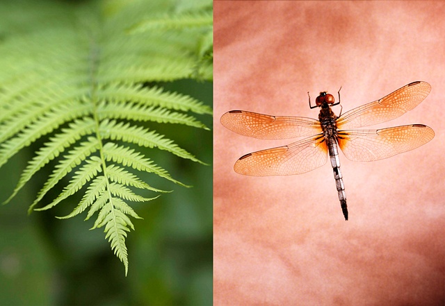 Fern / Dragonfly