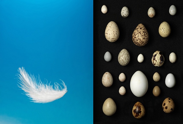 Feather / Eggs