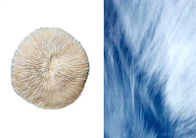 Coral / Sky