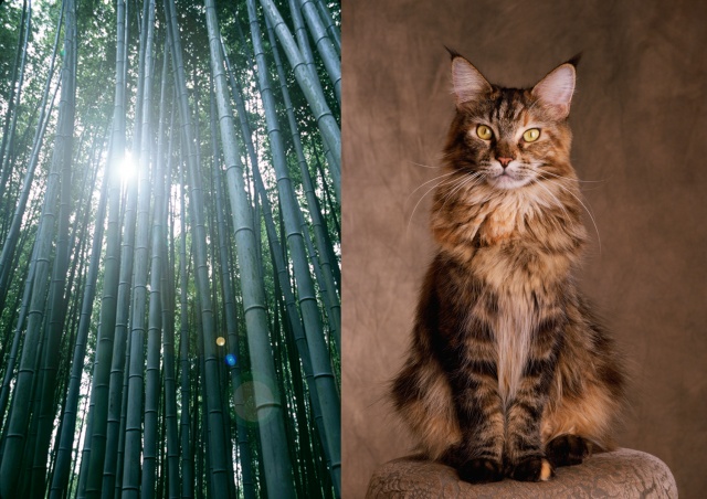 Bamboo, Kyoto / Maine coon cat