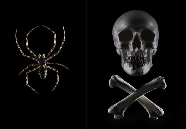 Spider / Skull and crossbones