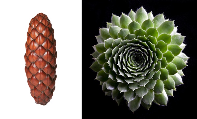 Thika pod / Cactus