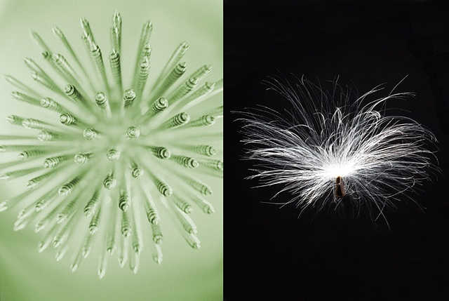 Screws / Milkweed seed