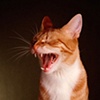 Bok choy / My Cat