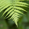 Fern / Dragonfly