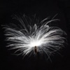 Screws / Milkweed seed