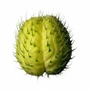 Jimson weed pod / Purple kohlrabi