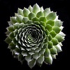 Thika pod / Cactus