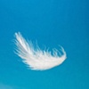 Feather / Eggs