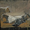Cow study