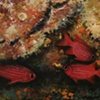 Squirrel Fish