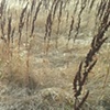 dried grasses