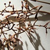 Stems
