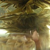 Tea Flower
