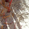 Taoist Incense