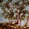Tree of Life