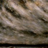 Log Boom