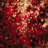 Wolves and Cherry Blossoms
