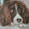 Springer Spaniel