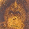 Orang