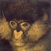 Heartnose
