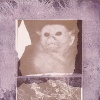 Marmoset
