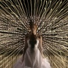 Lumiere D'Ampoule