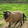 Ewe and Lamb's Tail