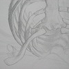 Ribcage Studies (detail)