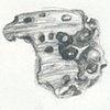 Seashell