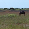 One Wild Pony