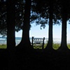Lakeside Trees