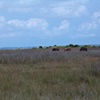Three Wild Ponies