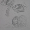 Ribcage Studies