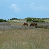 Two Wild Ponies
