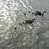 Ten Chicks