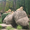 Lions at the Zoo