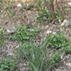 Camouflage Bunny