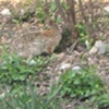 Camouflage Bunny 2