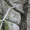 Riverside Tree
